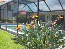 There's lots of lush landscaping, like this Bird of Paradise